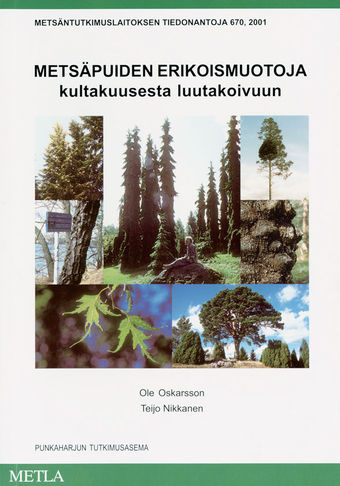 Mets�puiden erikoismuotoja kultakuusesta