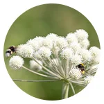 Kasvillisuus ryhmään